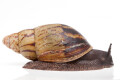 Archachatina camerunensis Cameroon adult